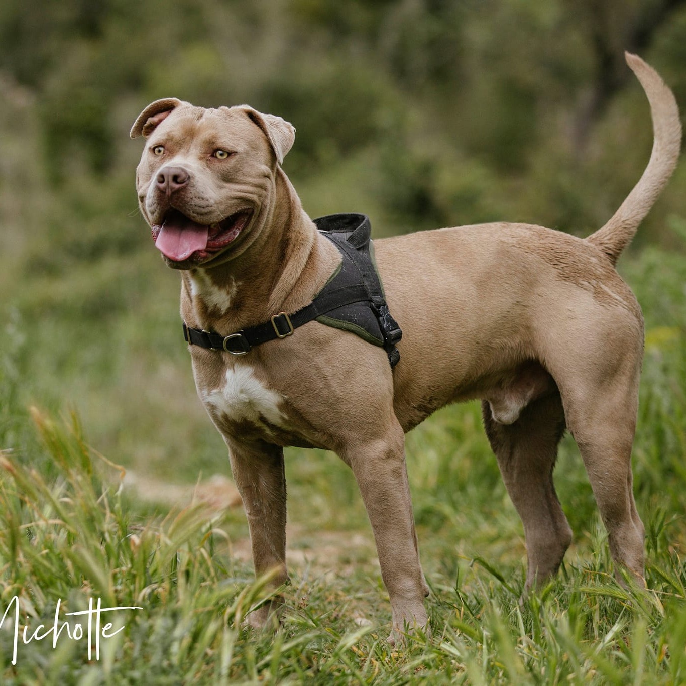 Photo #1 de Odin