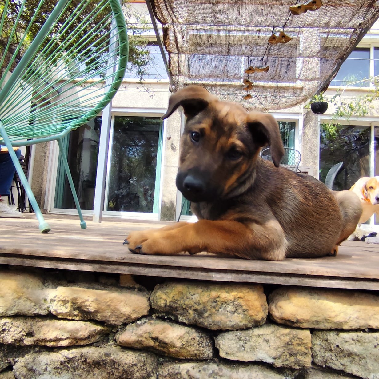 Photo #0 de Alfonse