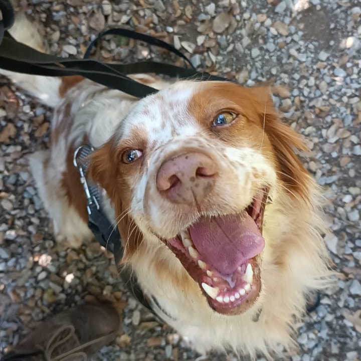 Rambo