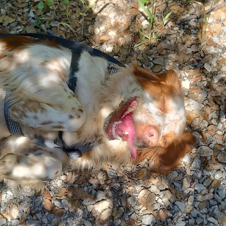 Photo #1 de Rambo