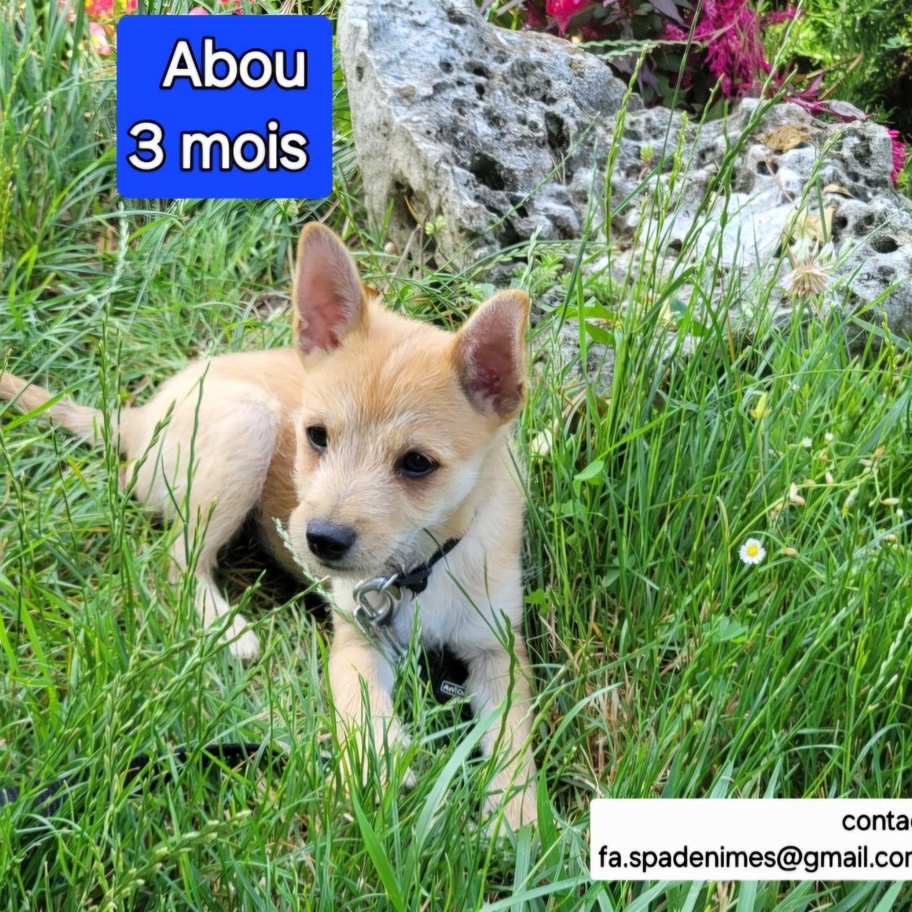 Photo #0 de Abou