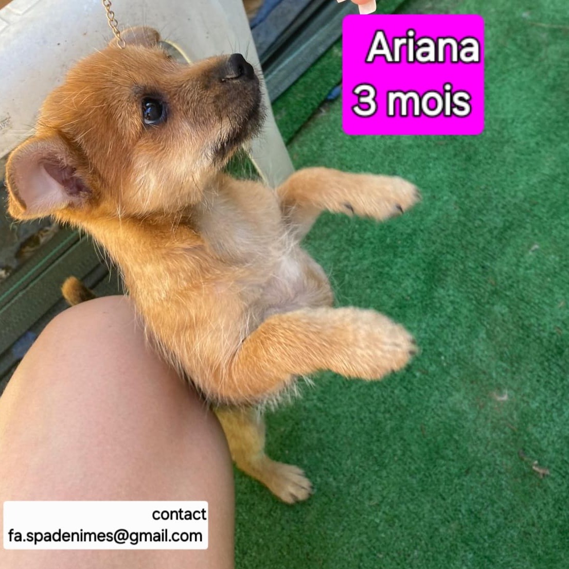 Photo #0 de Ariana