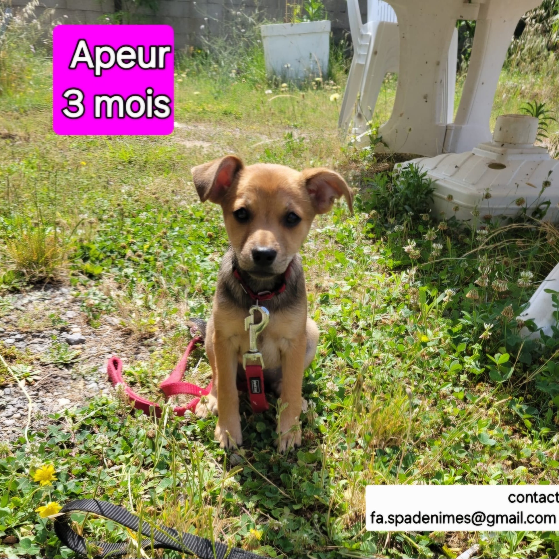 Photo #0 de Apeur