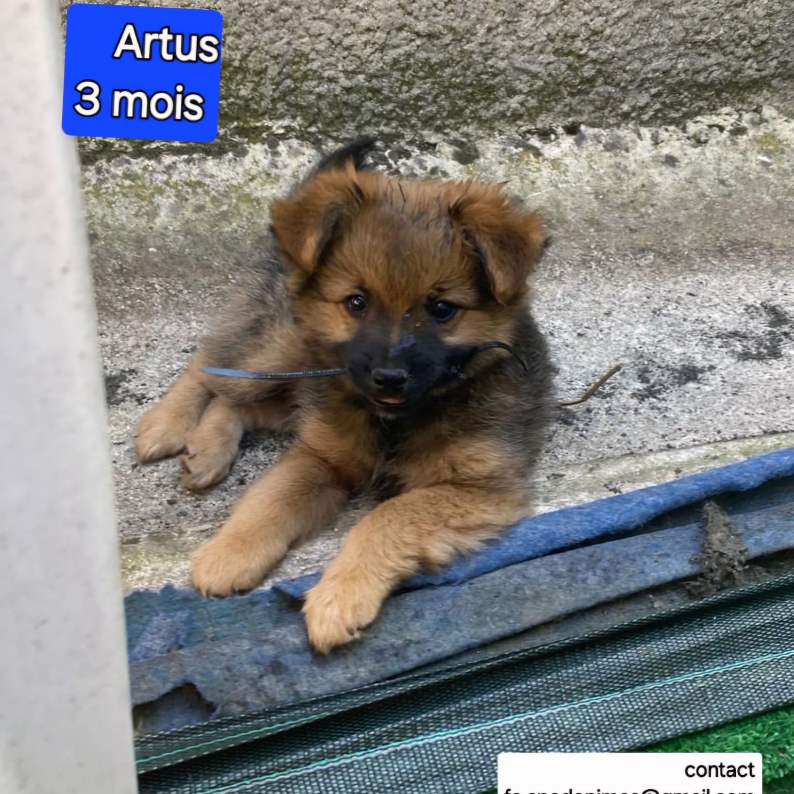 Photo #0 de Artus