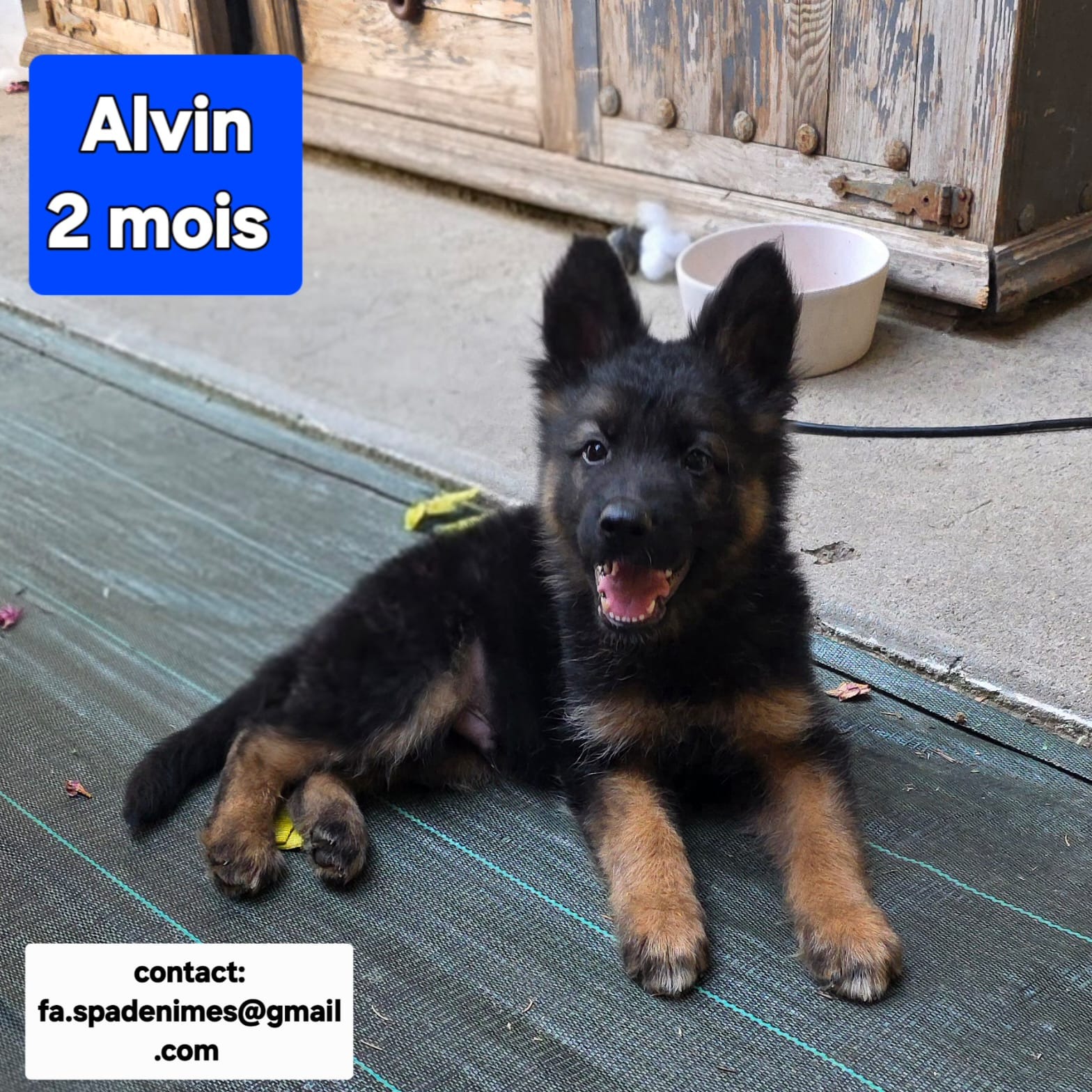 Photo #0 de Alvin