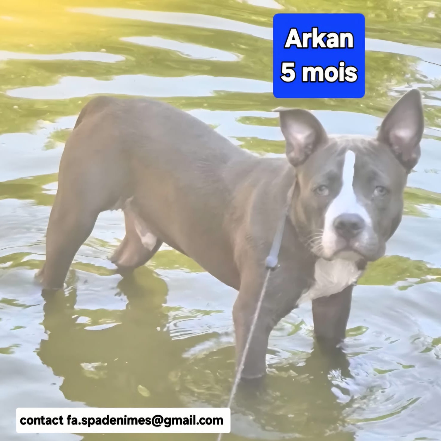 Photo #0 de Arkan