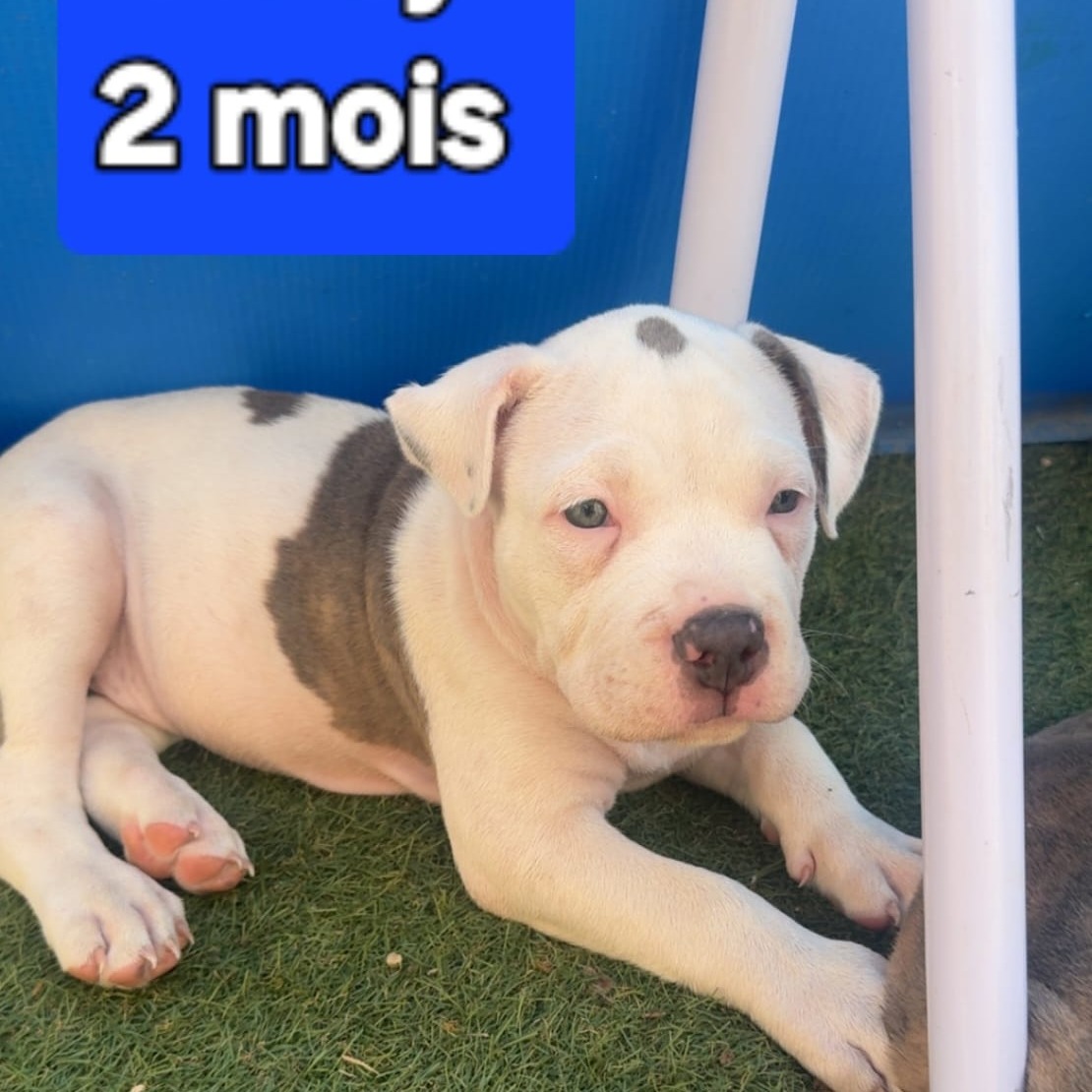 Photo #0 de Addy