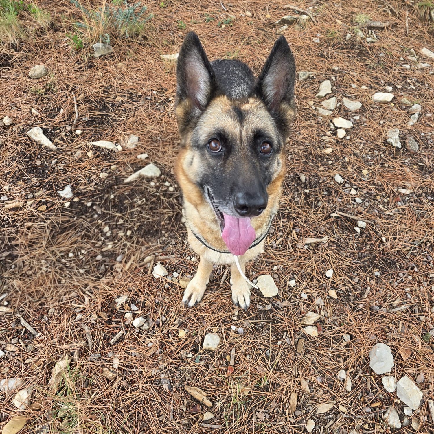 Photo #1 de Nala