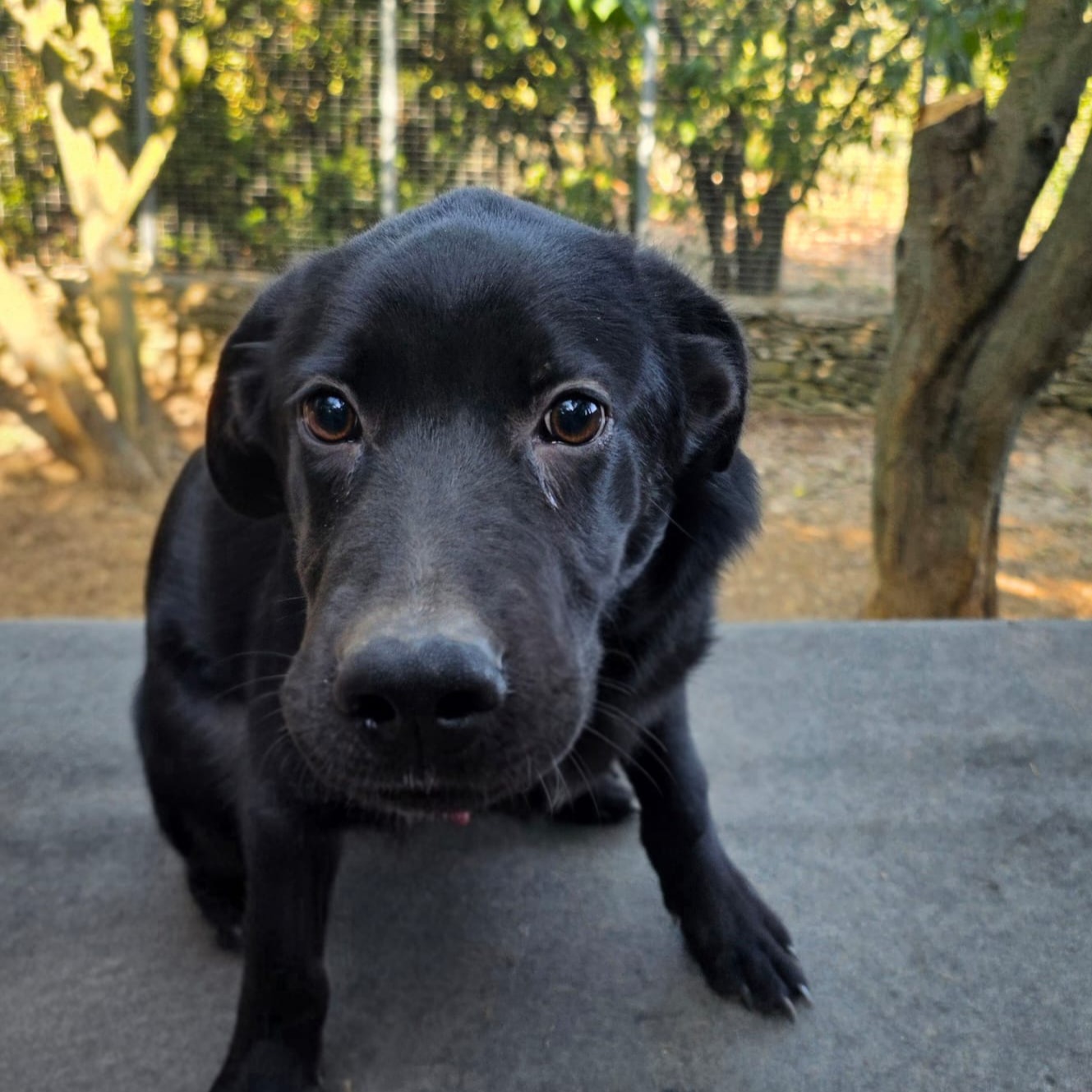 Photo #0 de Arthus