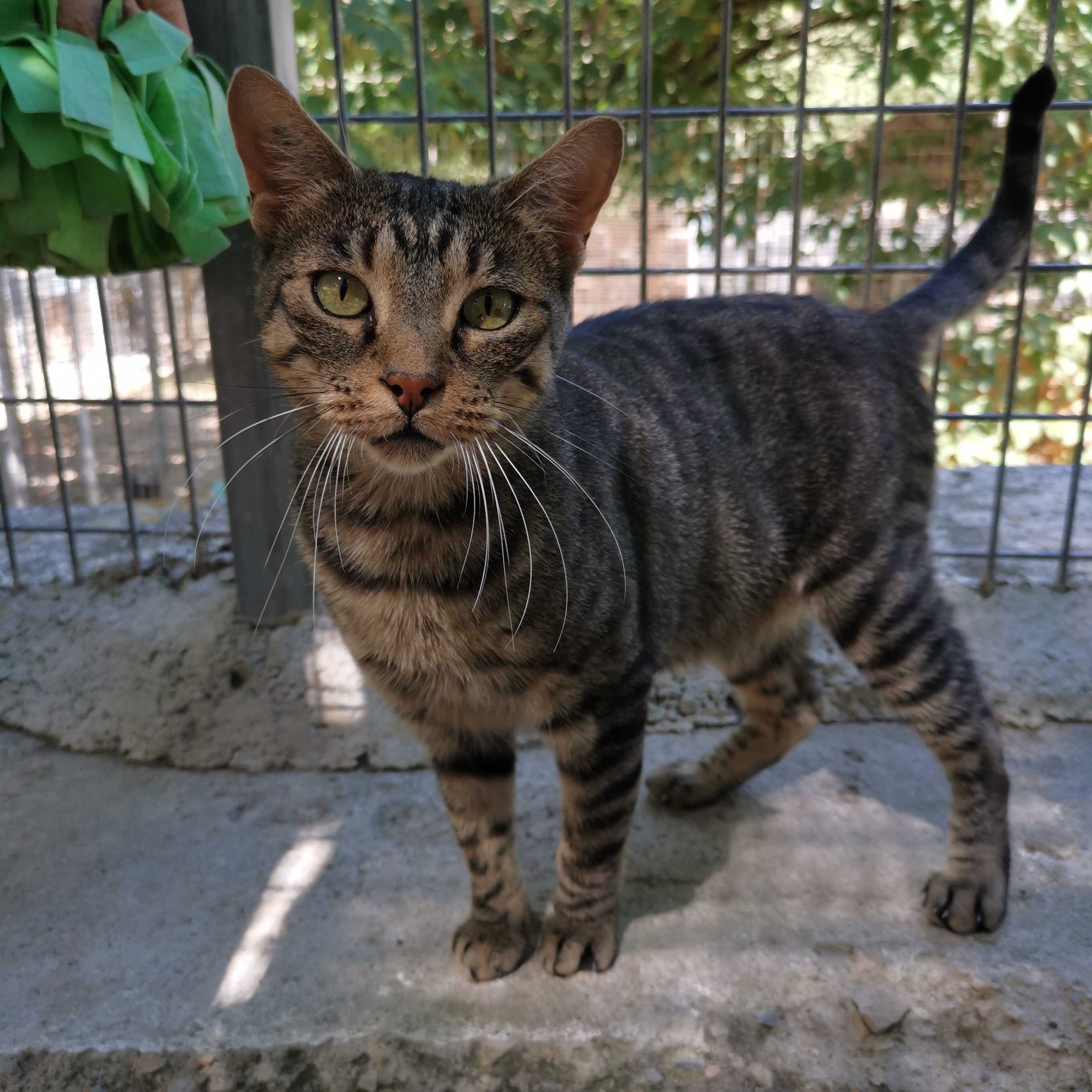Mowgli