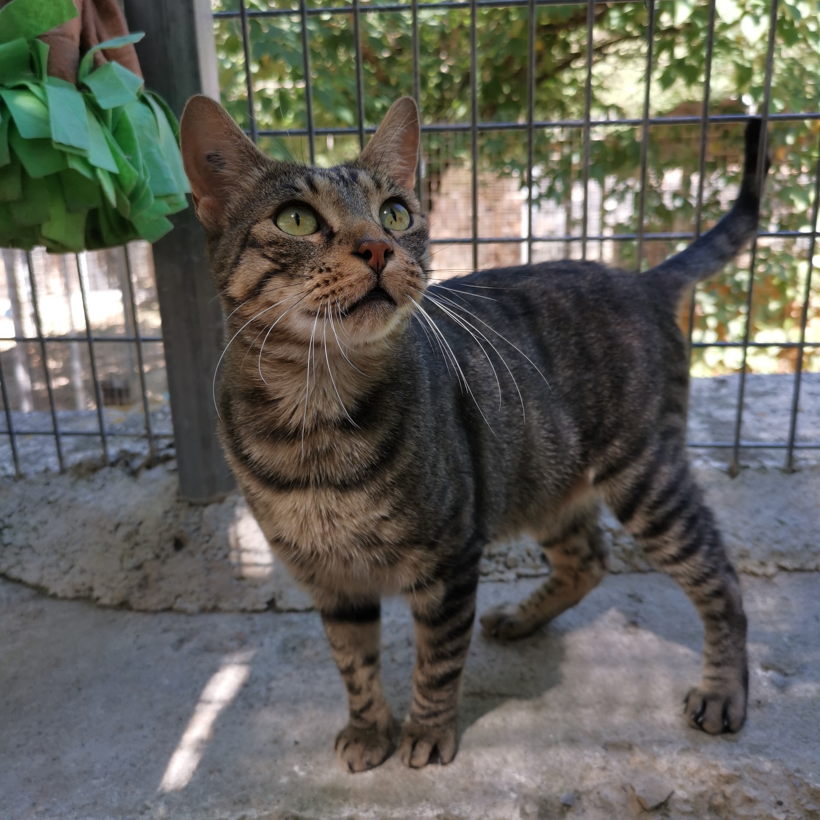 Photo #1 de Mowgli
