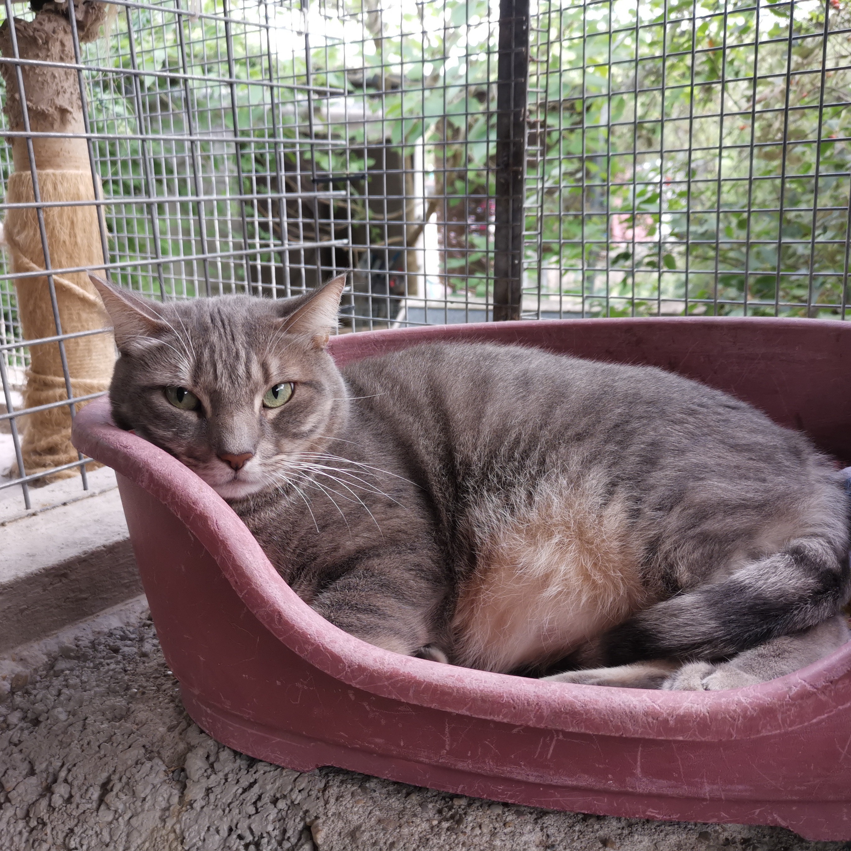 Photo #0 de Tigrou