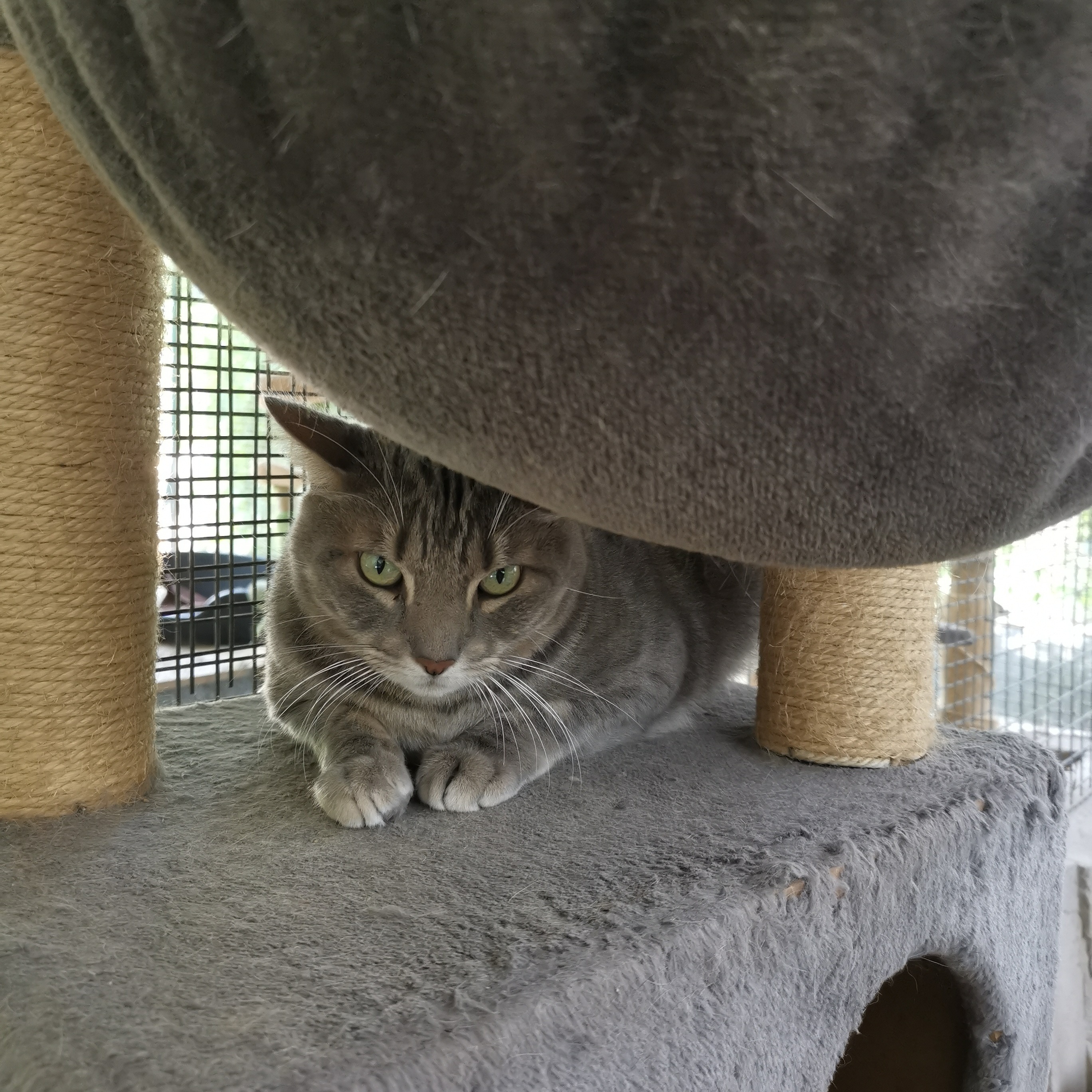 Photo #1 de Tigrou