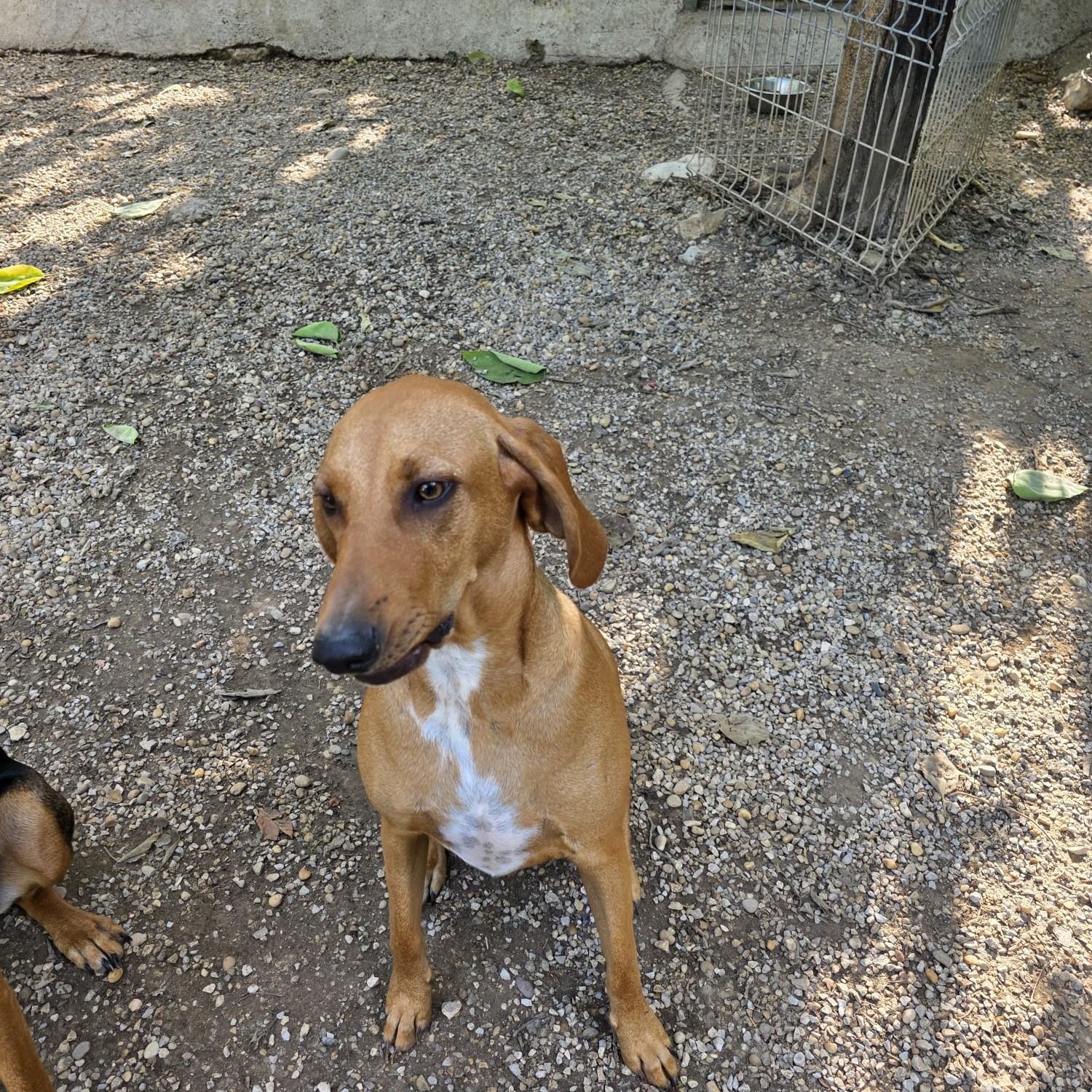 Photo #0 de Roxie