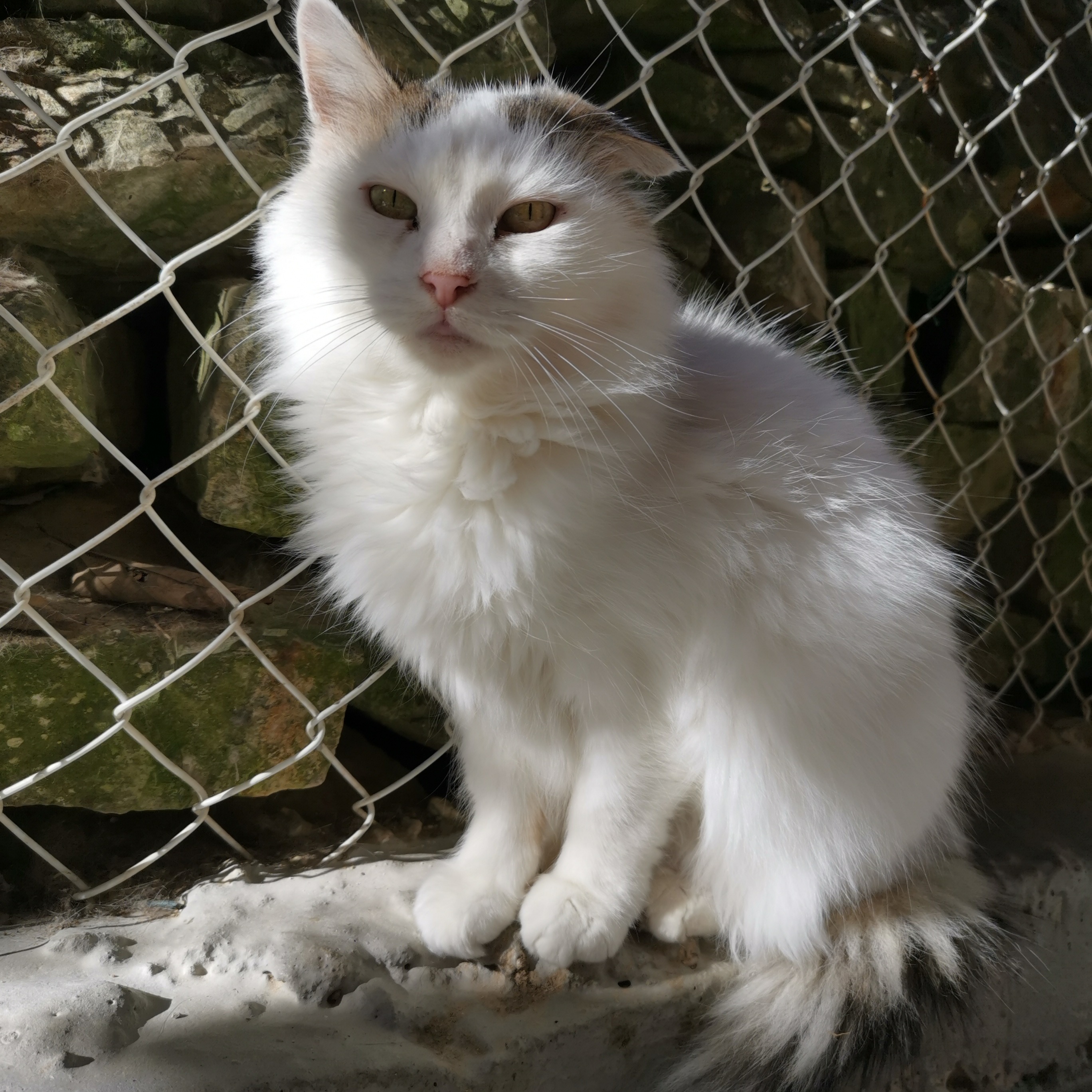 Photo #0 de Amandine