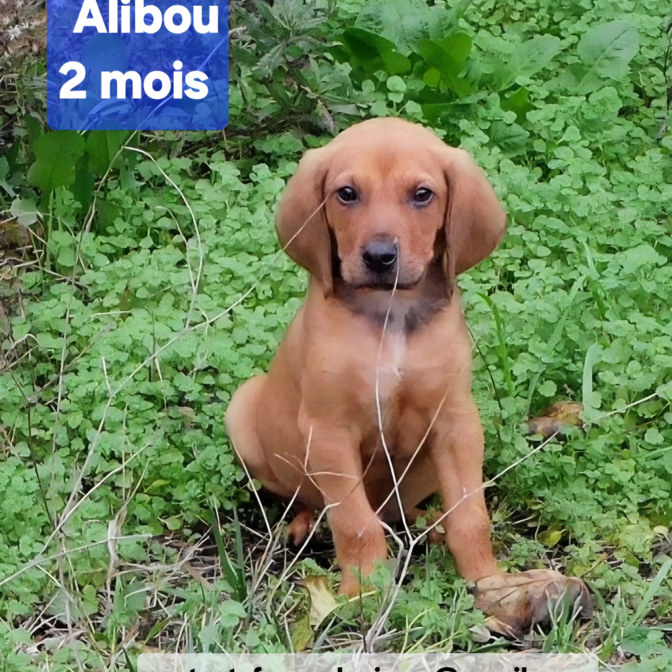 Photo #0 de Alibou