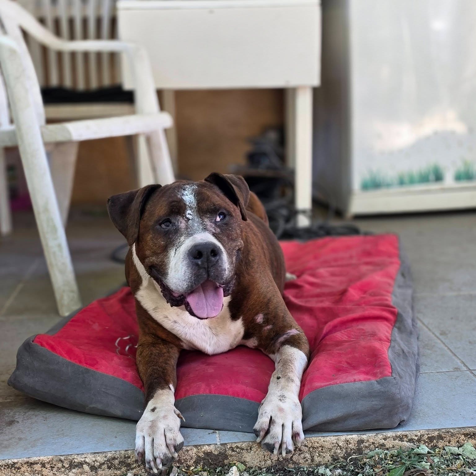 Photo #0 de lewis