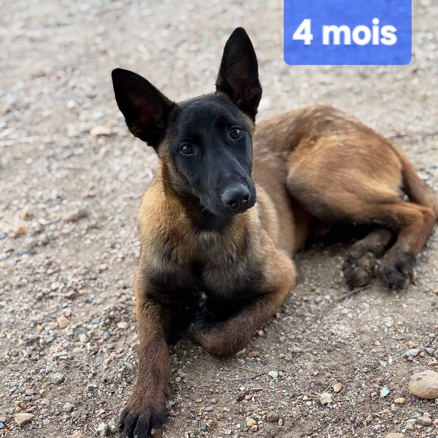 Photo #0 de bax