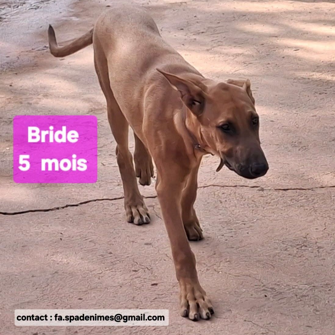 Photo #0 de bride