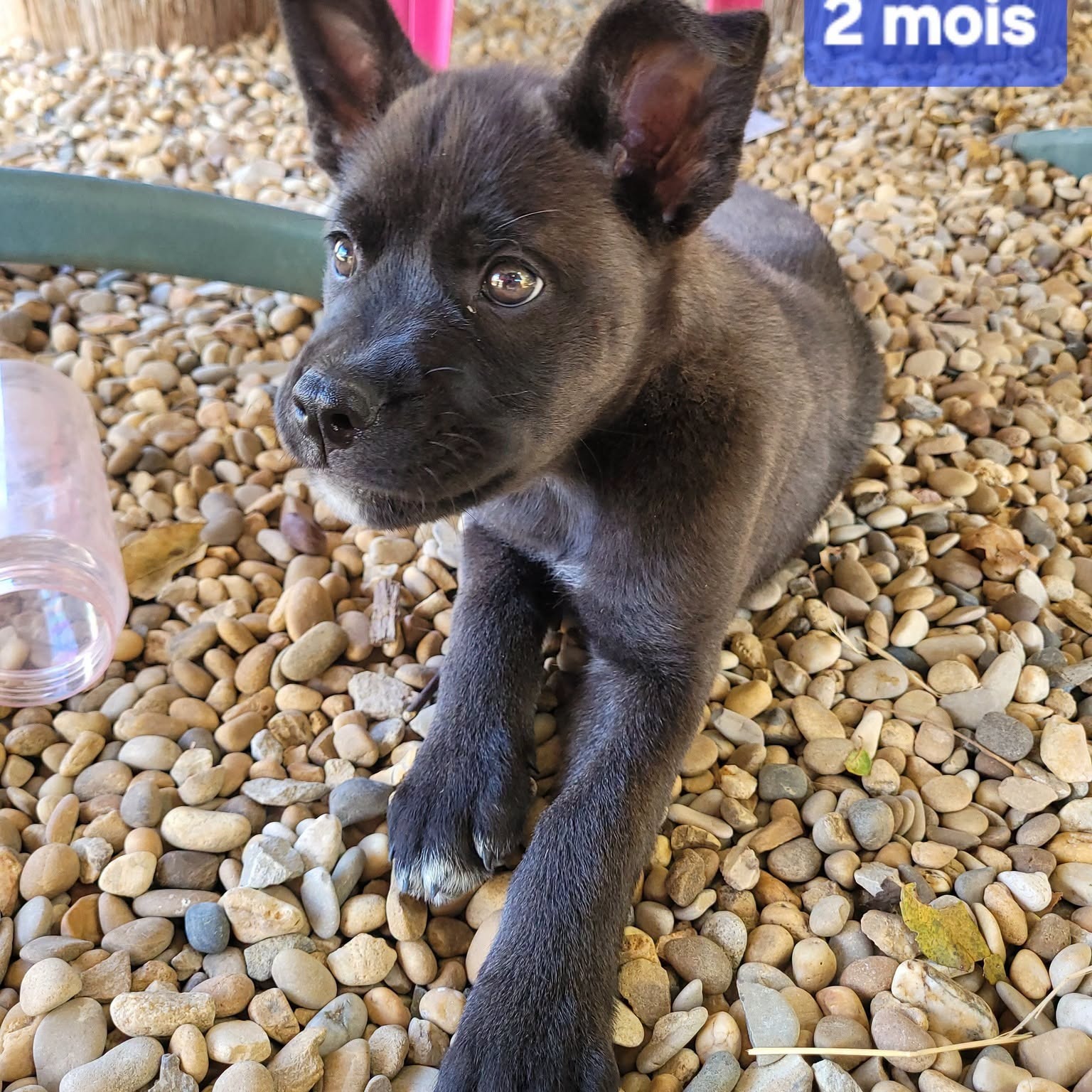 Photo de banjo