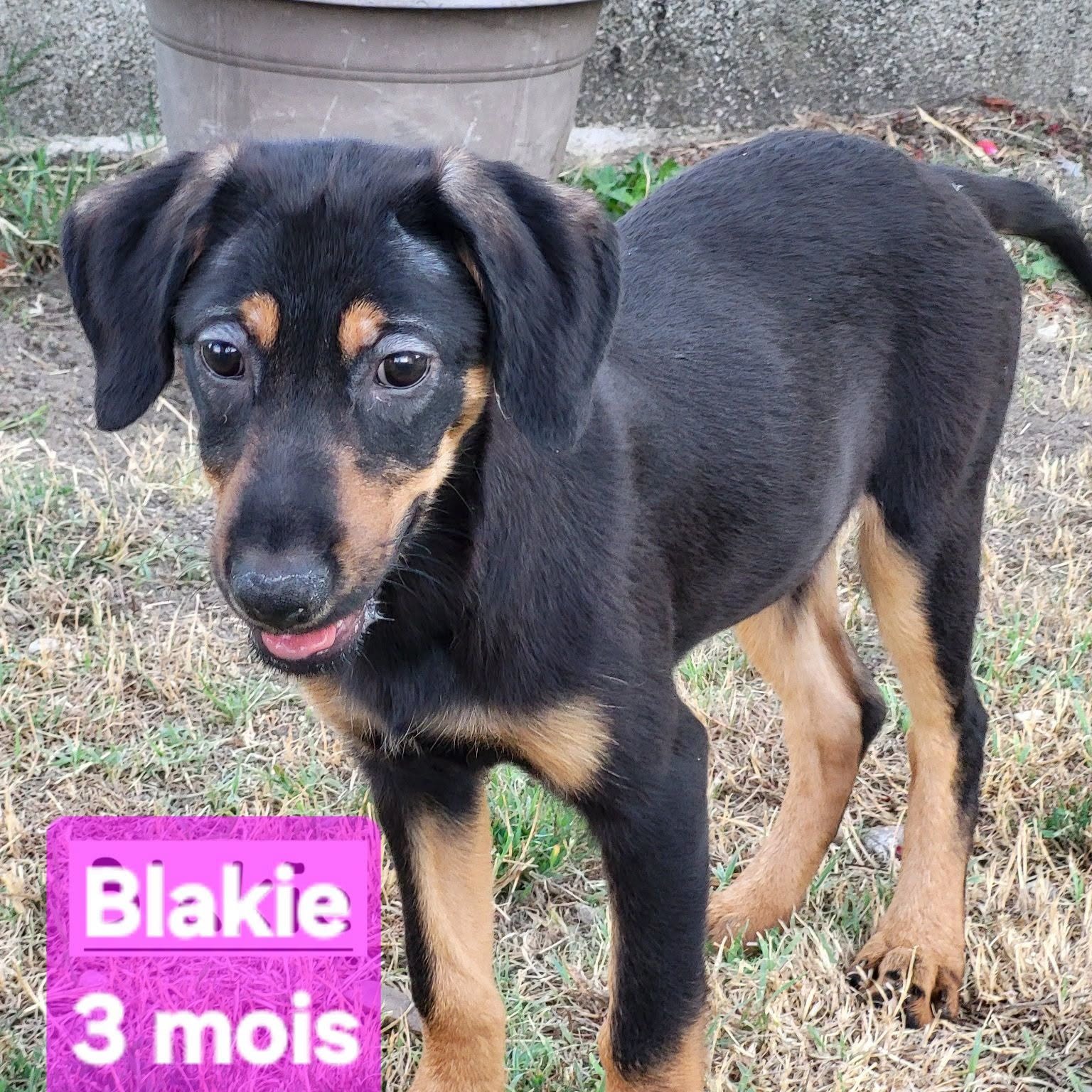 Photo de blakie