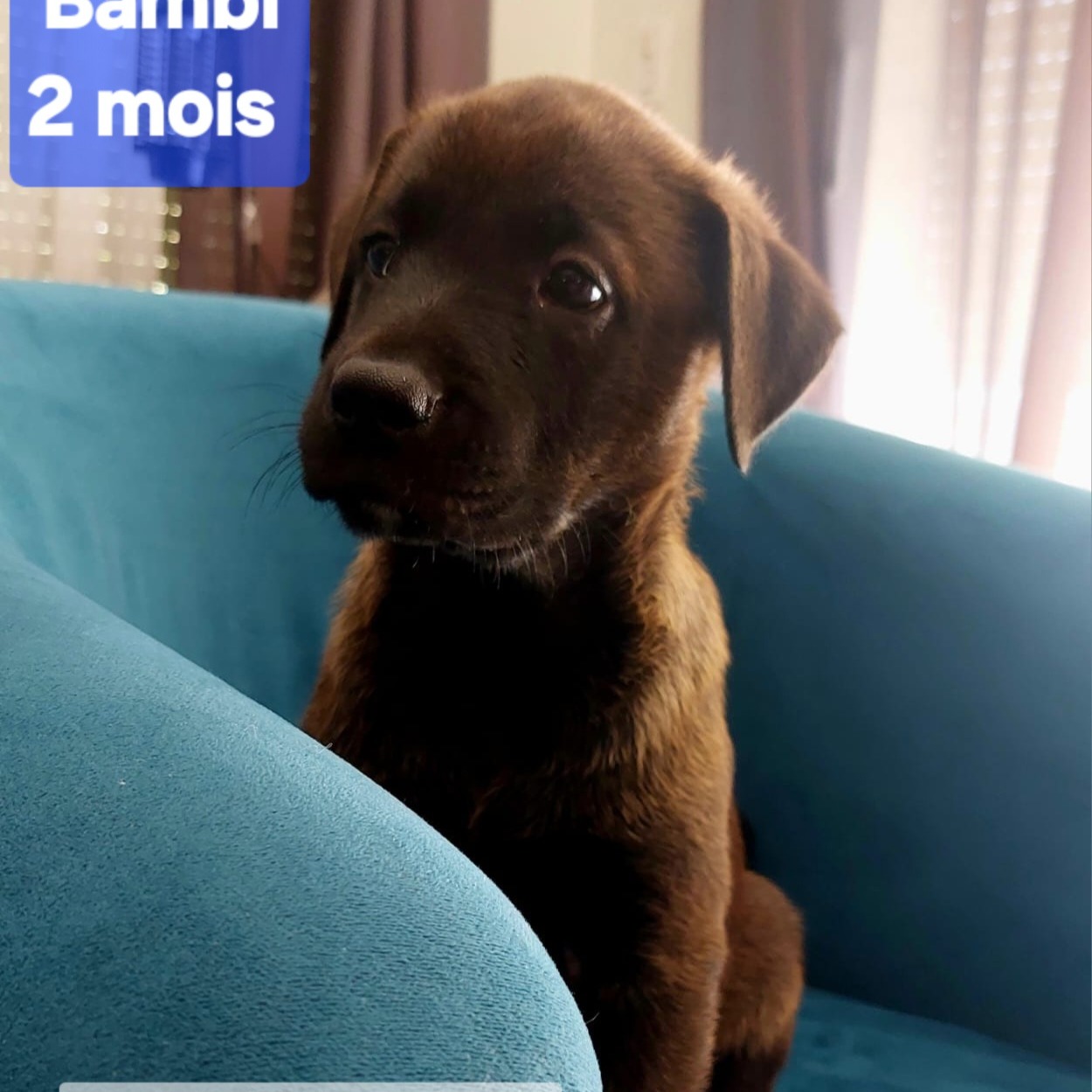 Photo #0 de Bambi