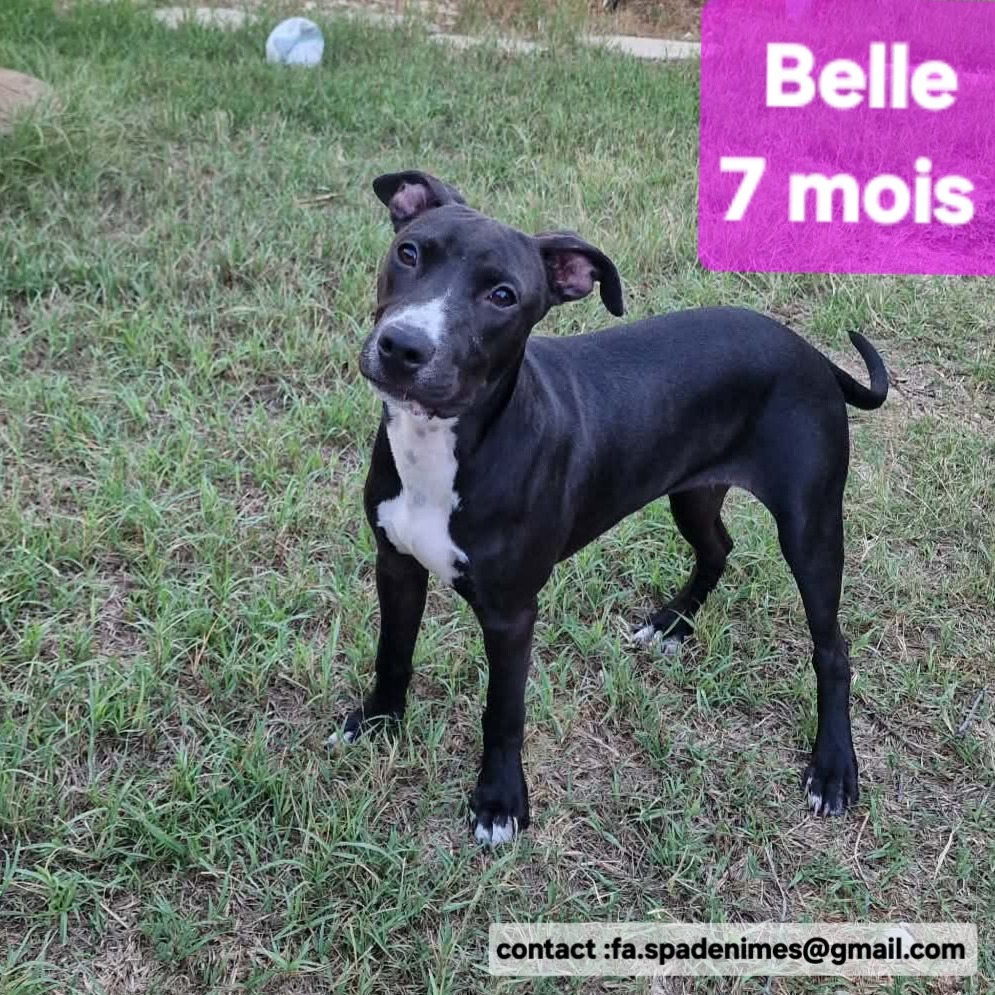Photo de BELLE