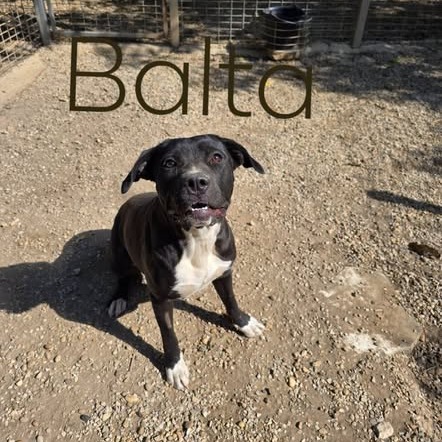 Photo #0 de balta