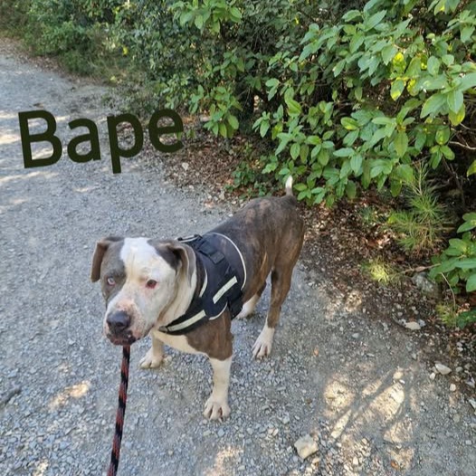 Photo #0 de Bape