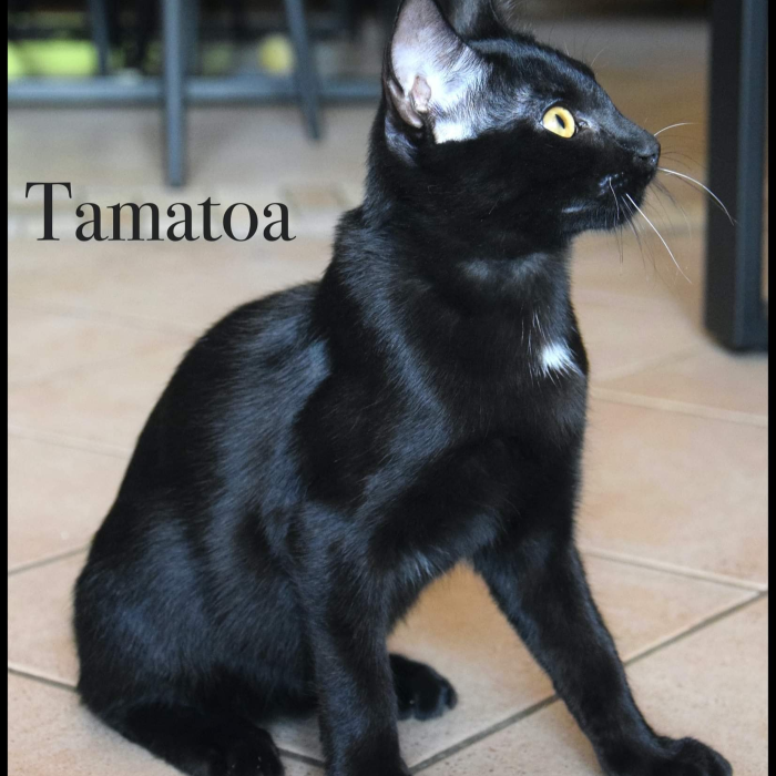 Photo #1 de Tamatoa
