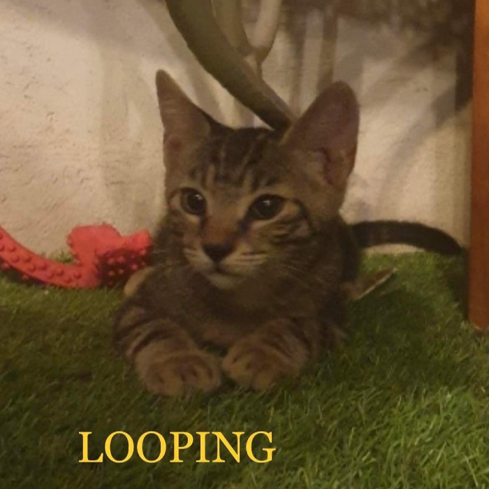 Photo #2 de Looping
