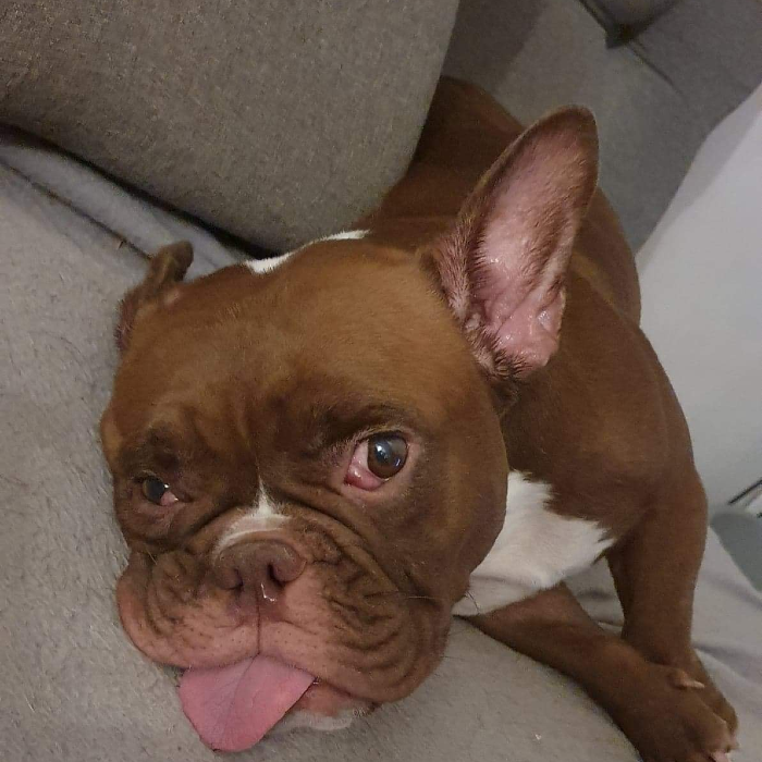 Pumba