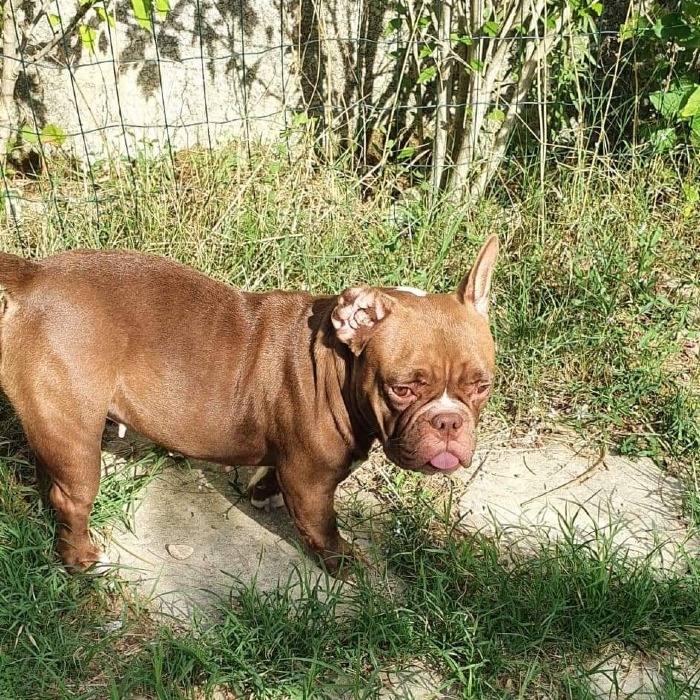 Photo #3 de Pumba