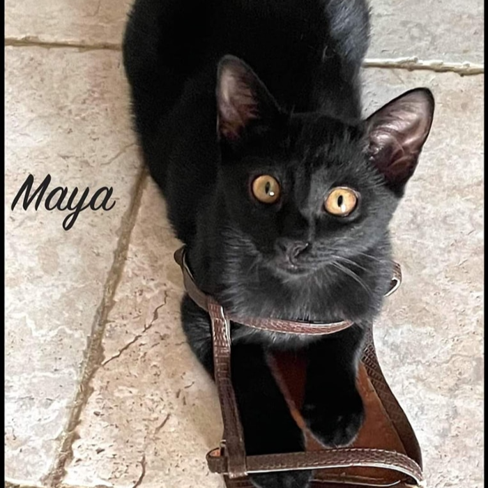 Photo #0 de Maya